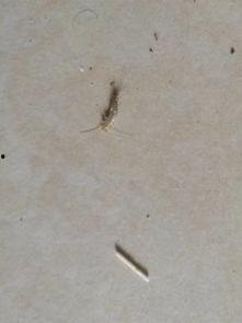 小虾会吃小瓜虫子吗视频,小虾捕食小瓜虫子的生态奇观揭秘