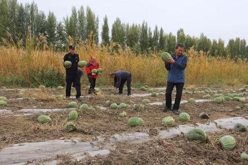 吃瓜群众小木桥视频播放,揭秘热门事件背后的真相