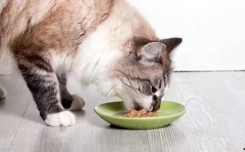 吃猫瓜草有什么用处吗视频,吃猫瓜草的惊人用处
