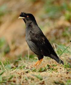 八哥吃瓜的视频大全播放,笑料百出，欢乐无限