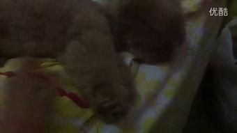 买鱼的小姐姐吃瓜视频,揭秘网络红人的幕后生活