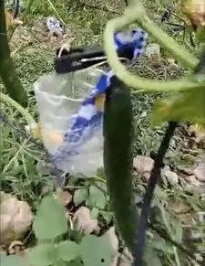 蓝田吃瓜事件真相视频,揭秘真相背后的惊人内幕