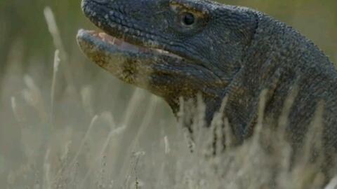 吃瓜蜥蜴视频大全高清版,高清版趣味瞬间大集合