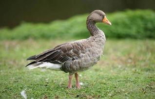 嘎瓜鸭吃货视频,探寻美食的奇妙旅程