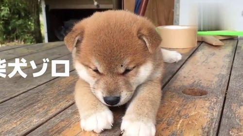 吃瓜的小奶狗视频,萌态百出，笑料连连