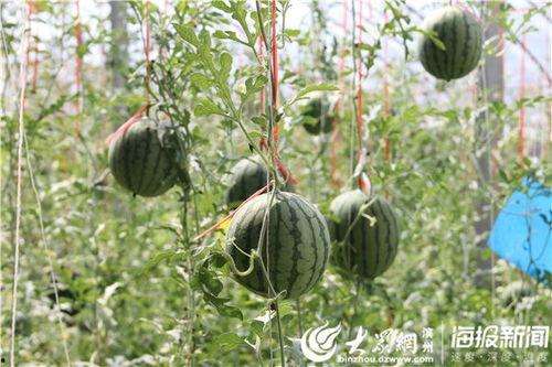 魏县小红花吃瓜事件视频,一场引发热议的网络风波