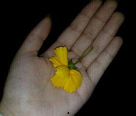 吃瓜黄料视频以前,一场网络狂欢背后的真相