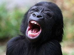 吃瓜的猩猩搞笑视频大全