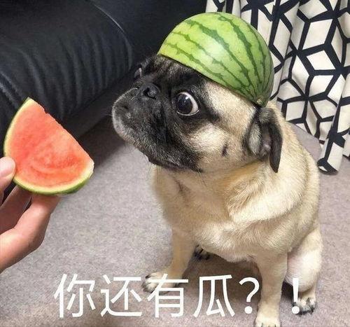 韩婧格吃瓜视频资源,揭秘娱乐圈幕后真相