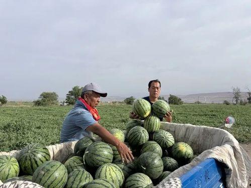 各种国家人吃瓜视频,各国网民的娱乐盛宴