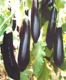 主播吃整个茄瓜视频下载,惊呆网友