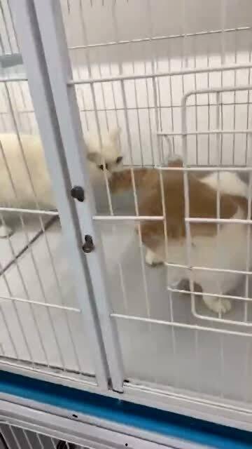 吃瓜群众搞笑猫猫视频大全,萌态百出，笑到肚子疼